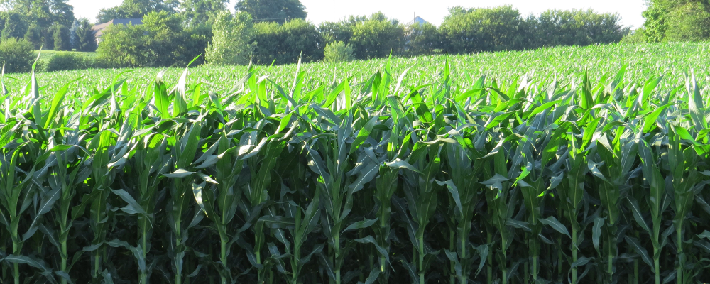 Agriculture
